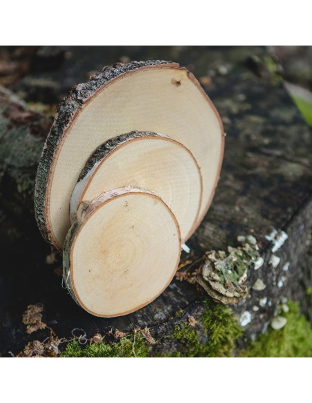 Dřevěný plátek bříza